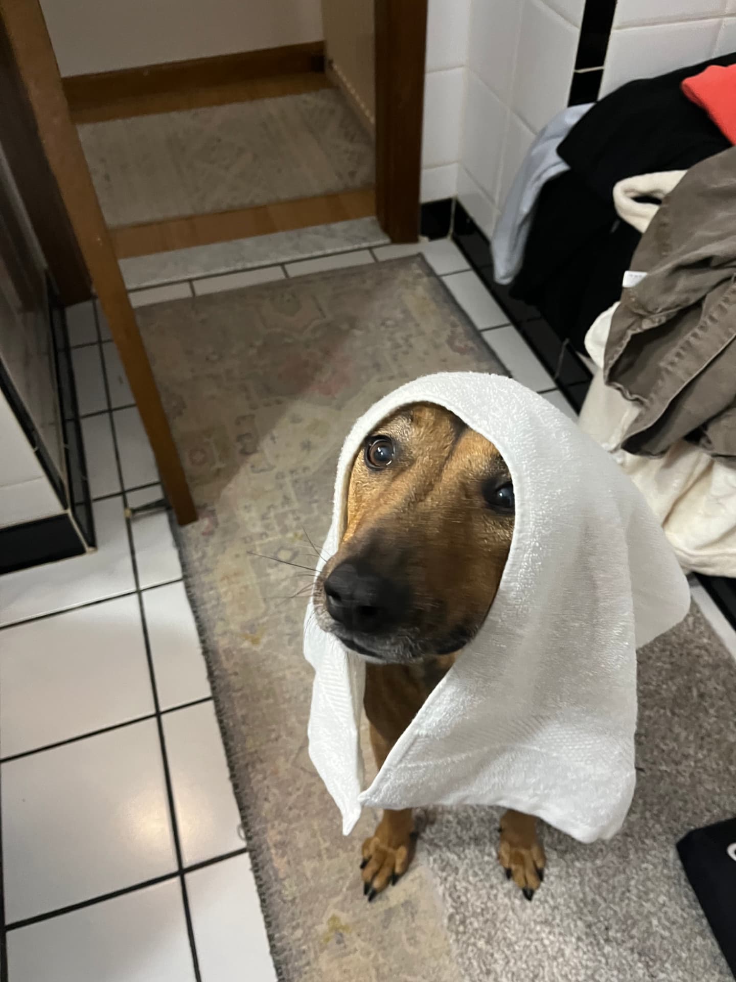 Georgie, a rescue dog at Obedient BLUE, photo 2 of 7