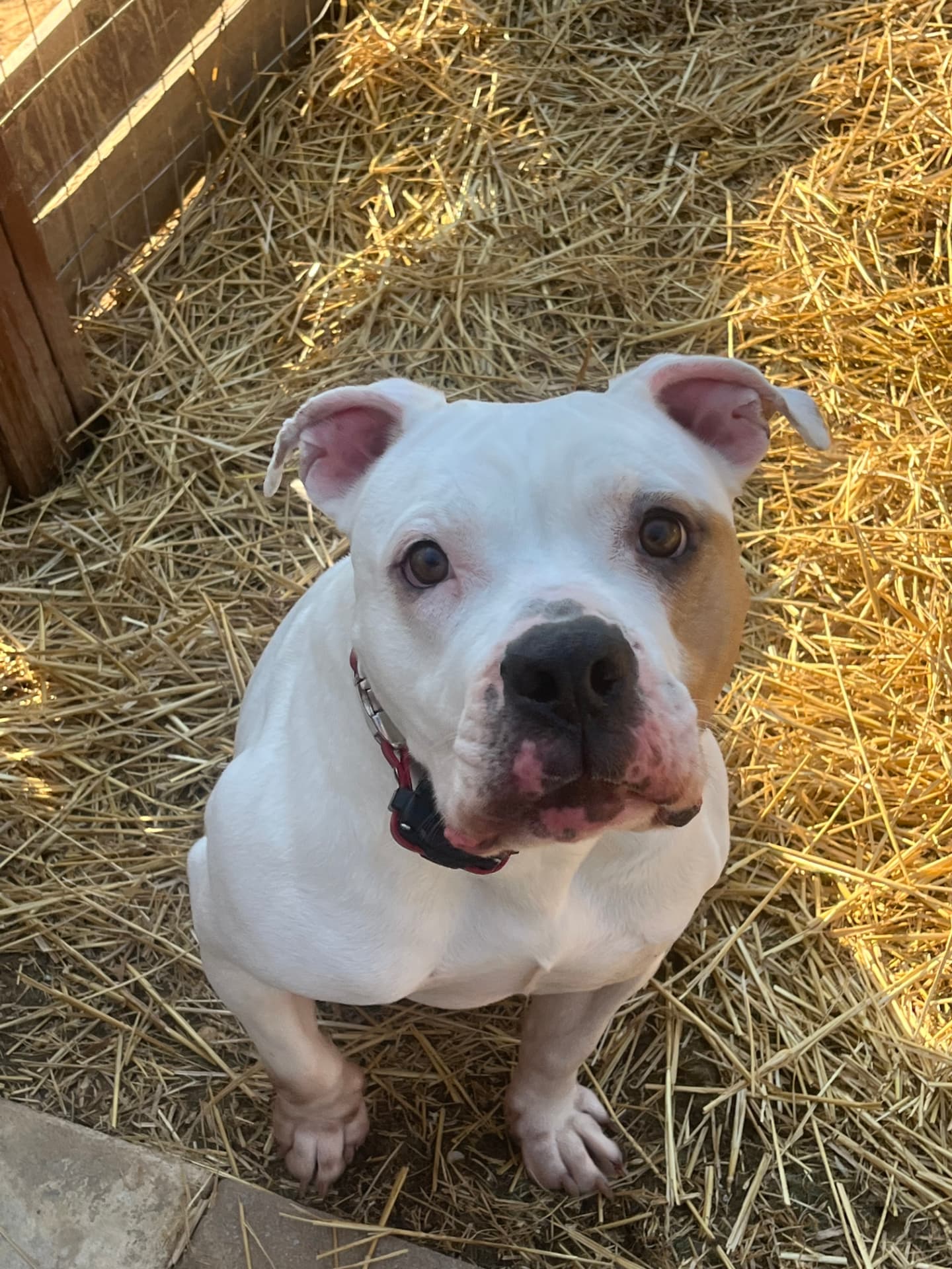 Bisquick, a rescue dog at Obedient BLUE, photo 6 of 10