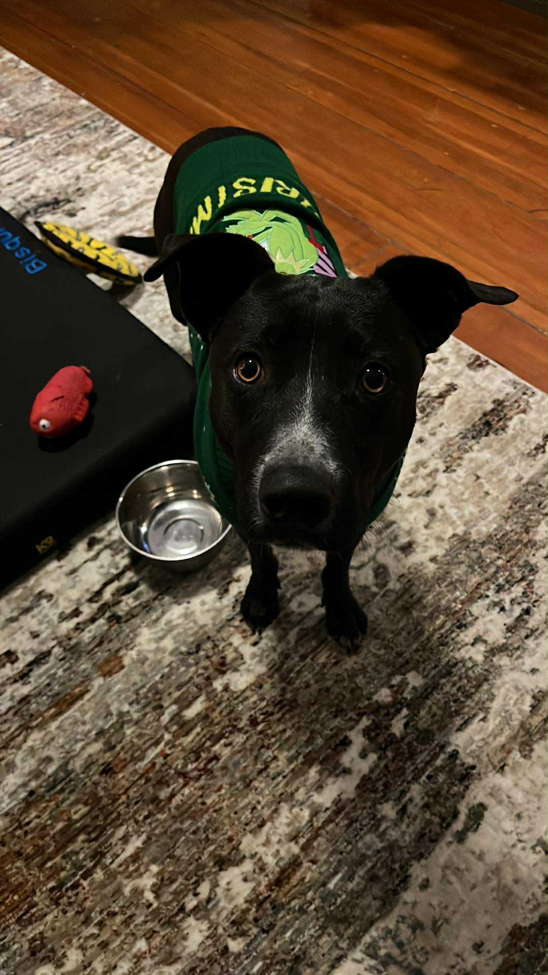 Ricky, a rescue dog at Obedient BLUE, photo 8 of 8