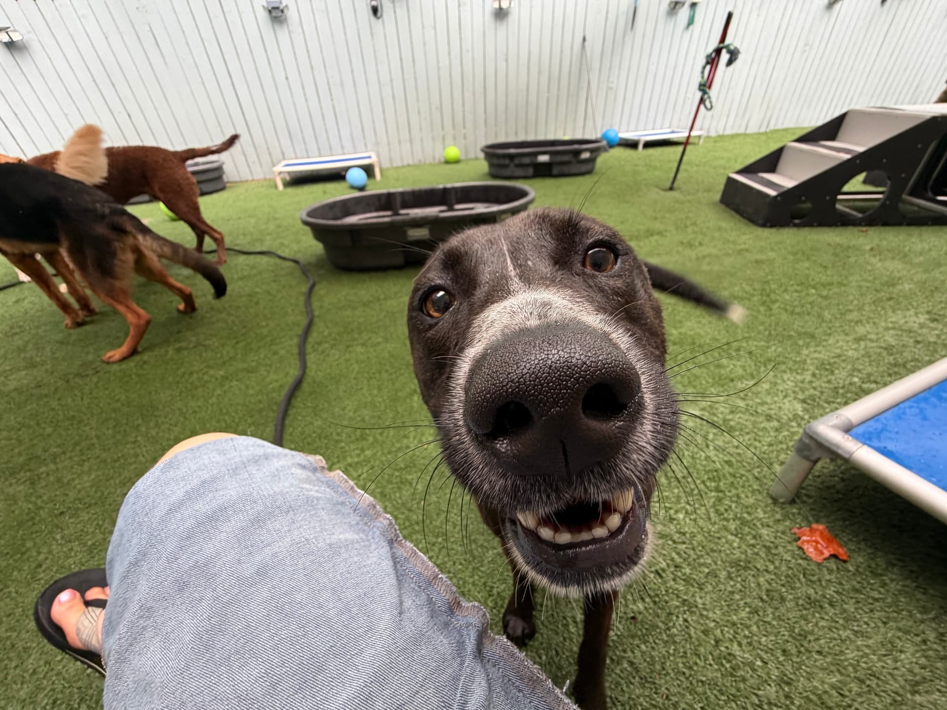 Ricky, a rescue dog at Obedient BLUE, photo 3 of 8