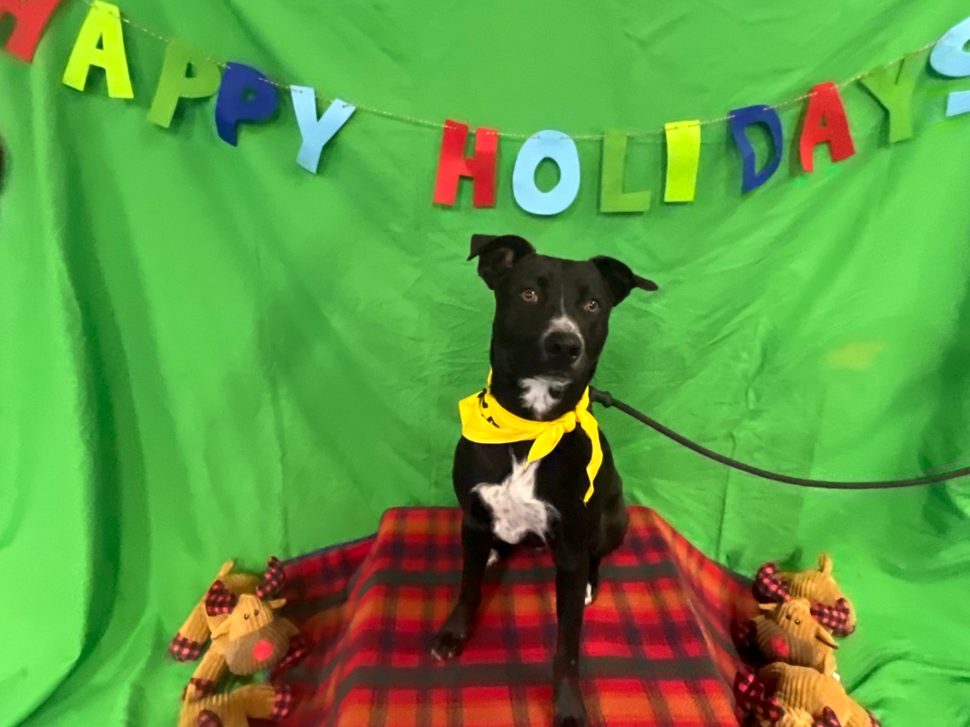 Ricky, a rescue dog at Obedient BLUE, photo 7 of 8