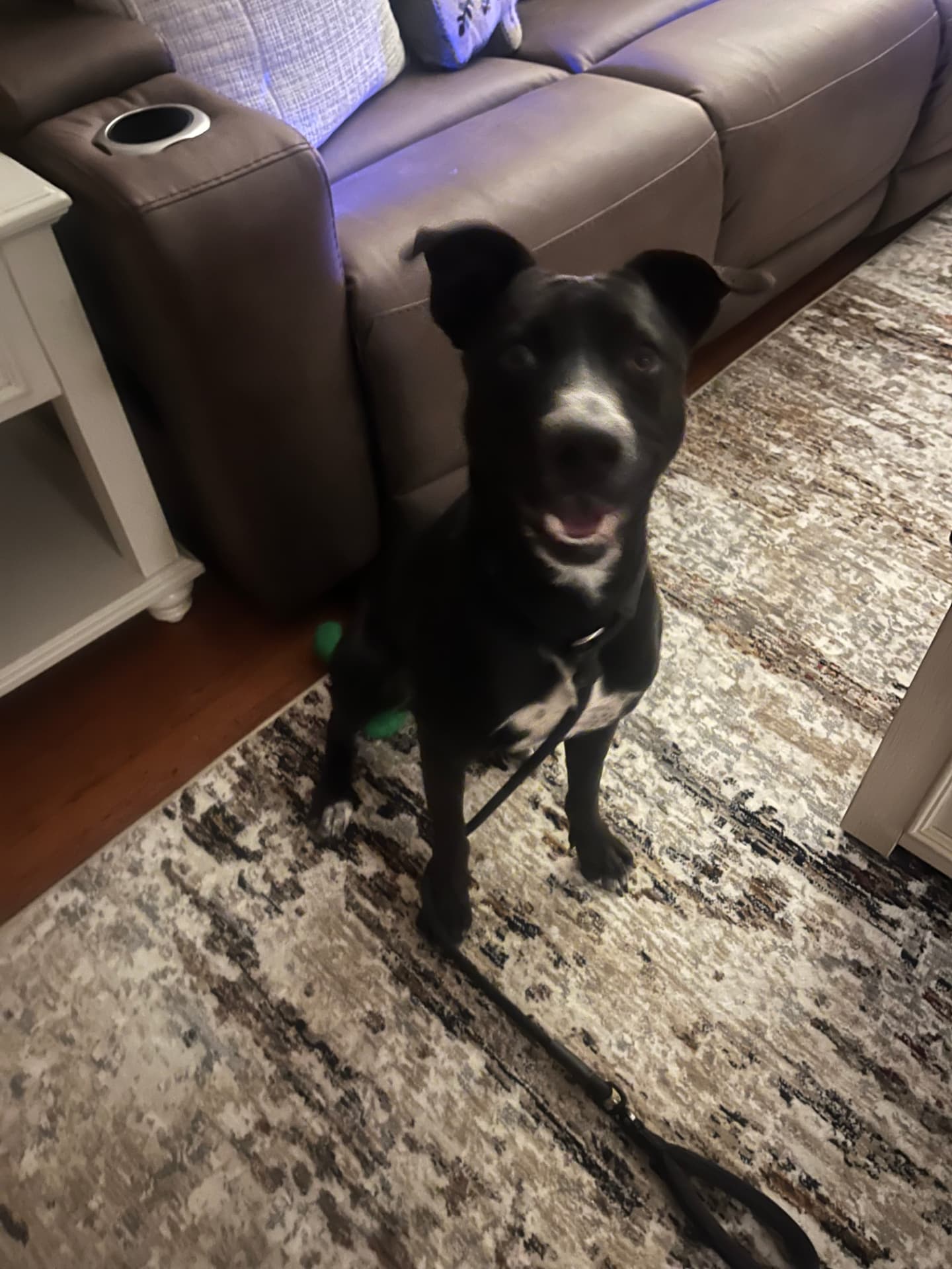 Ricky, a rescue dog at Obedient BLUE, photo 6 of 8