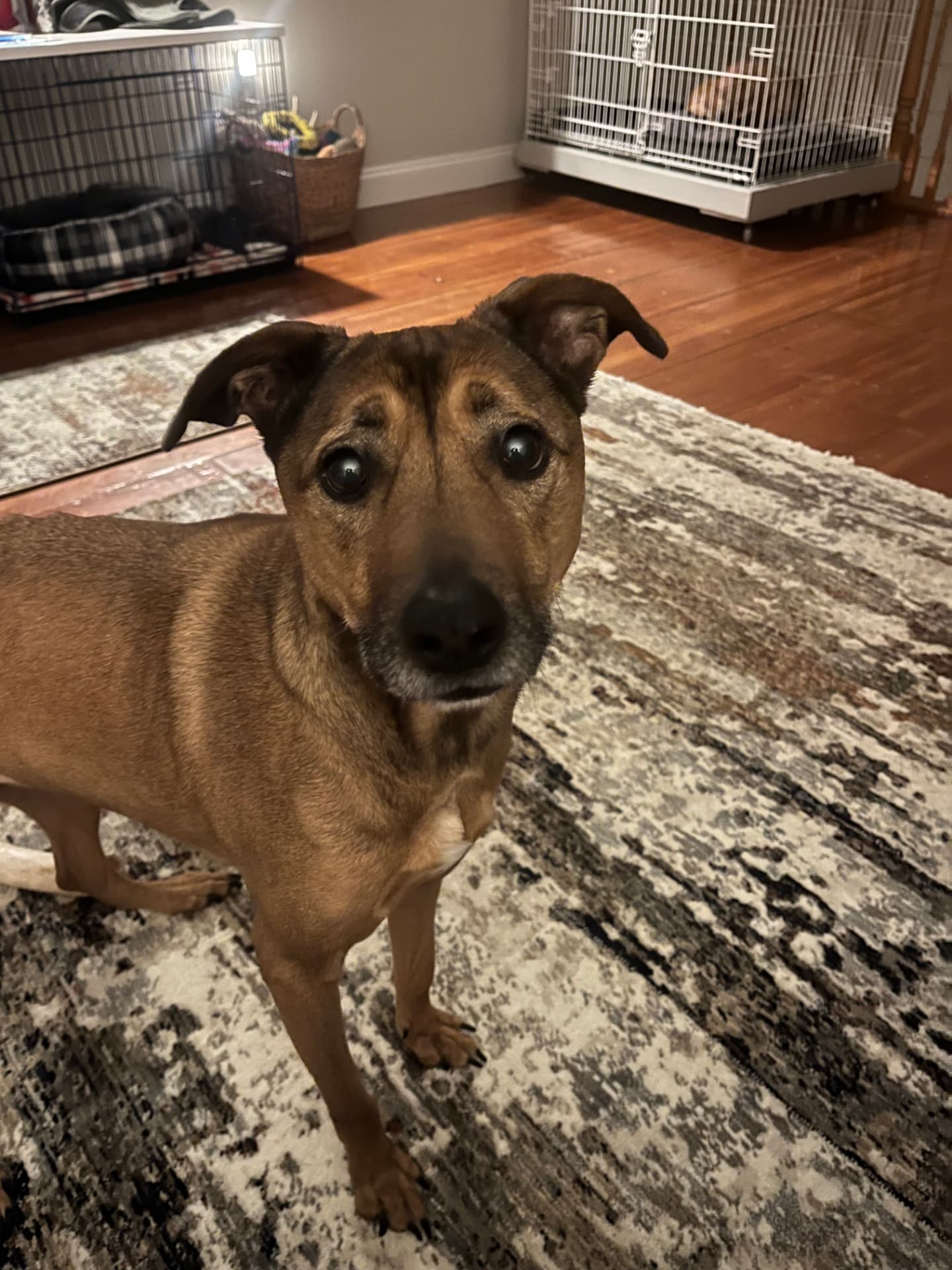Georgie, a rescue dog at Obedient BLUE, photo 7 of 7