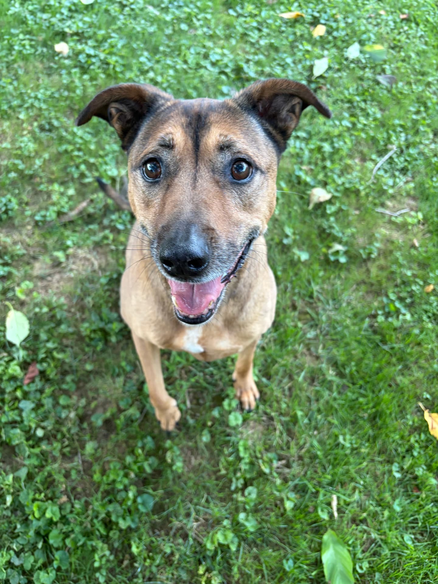 Georgie, a rescue dog at Obedient BLUE, photo 4 of 7