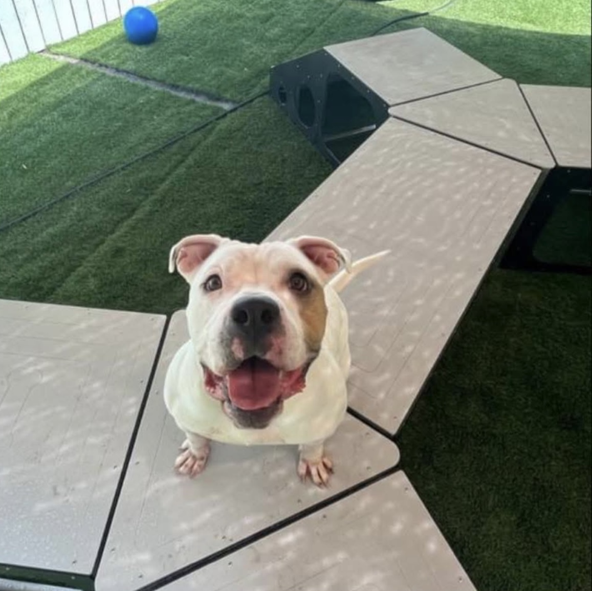 Bisquick, a rescue dog at Obedient BLUE, photo 7 of 10