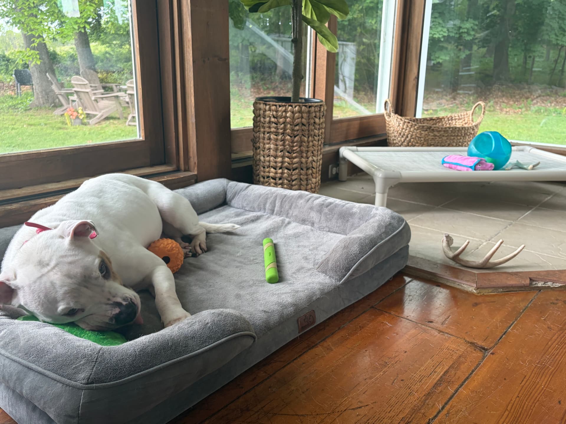Bisquick, a rescue dog at Obedient BLUE, photo 4 of 10