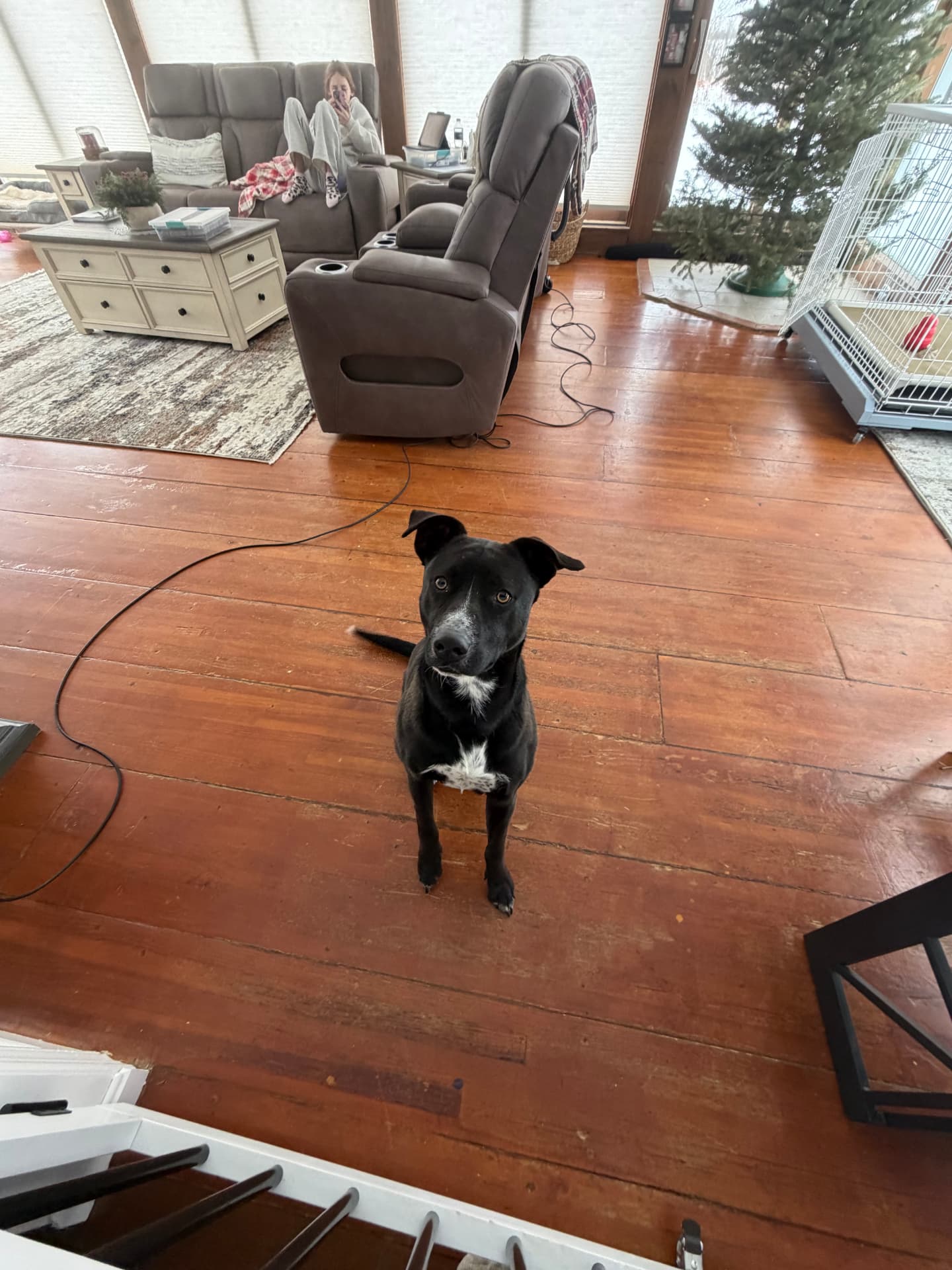 Ricky, a rescue dog at Obedient BLUE, photo 2 of 8