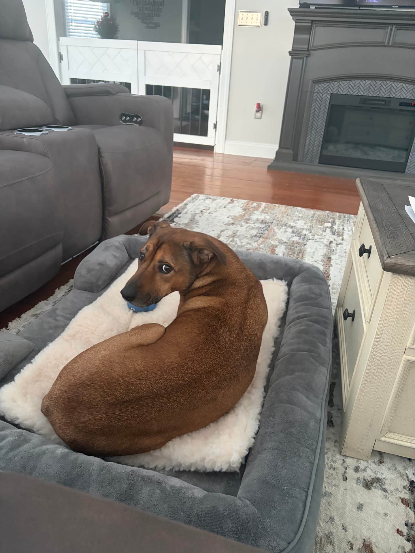 Georgie, a rescue dog at Obedient BLUE, photo 6 of 7
