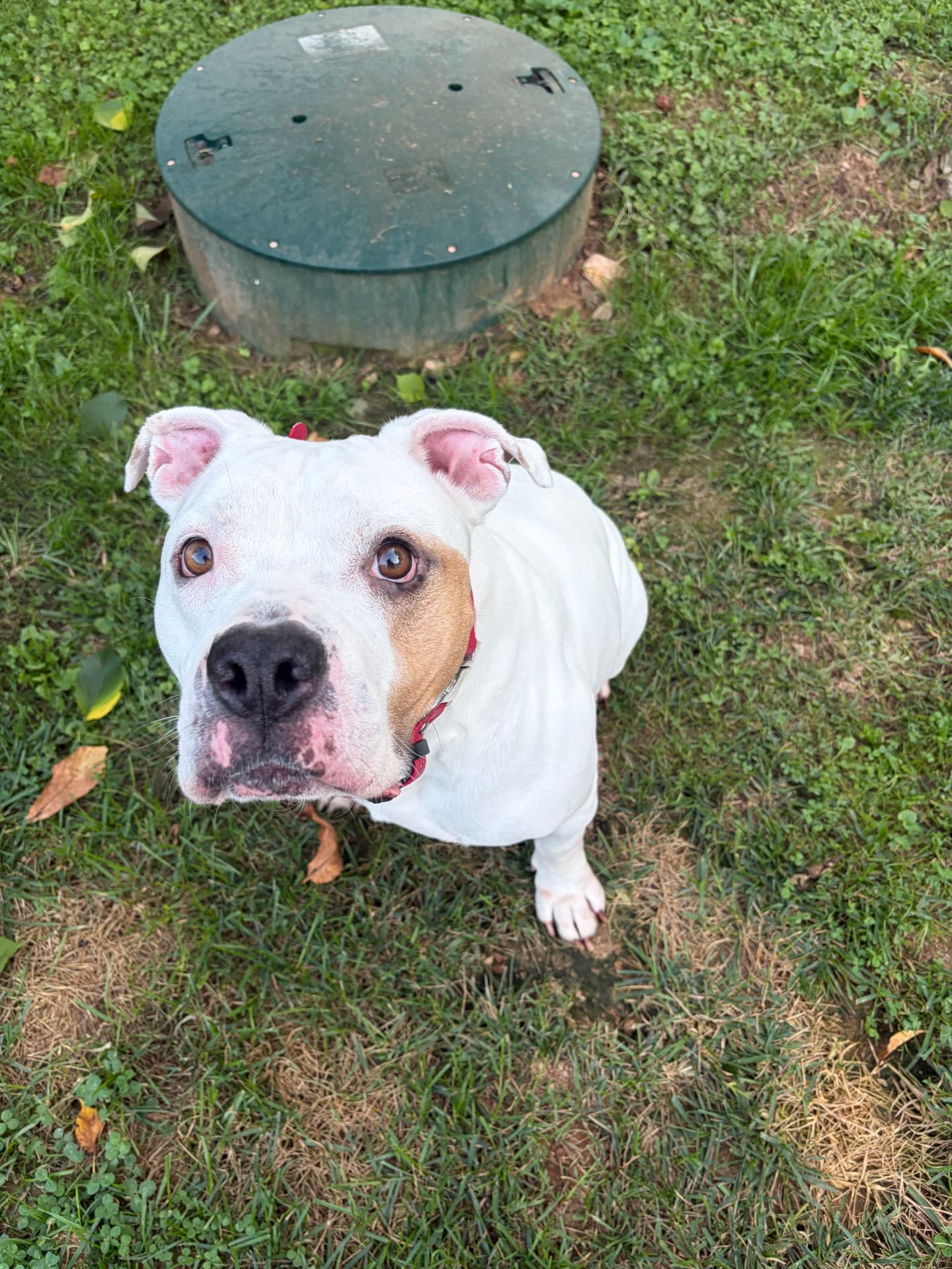 Bisquick, a rescue dog at Obedient BLUE, photo 9 of 10