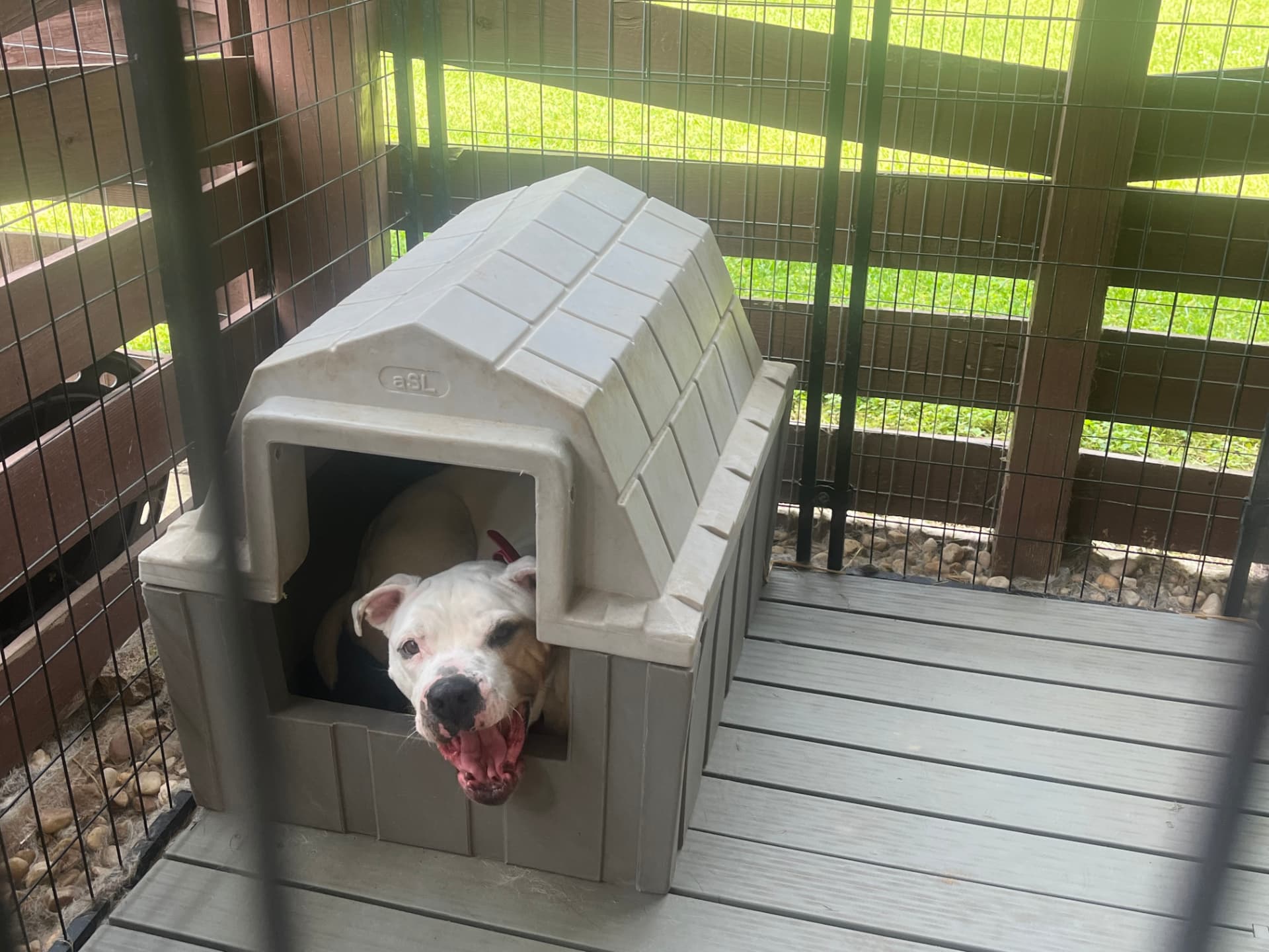 Bisquick, a rescue dog at Obedient BLUE, photo 5 of 10