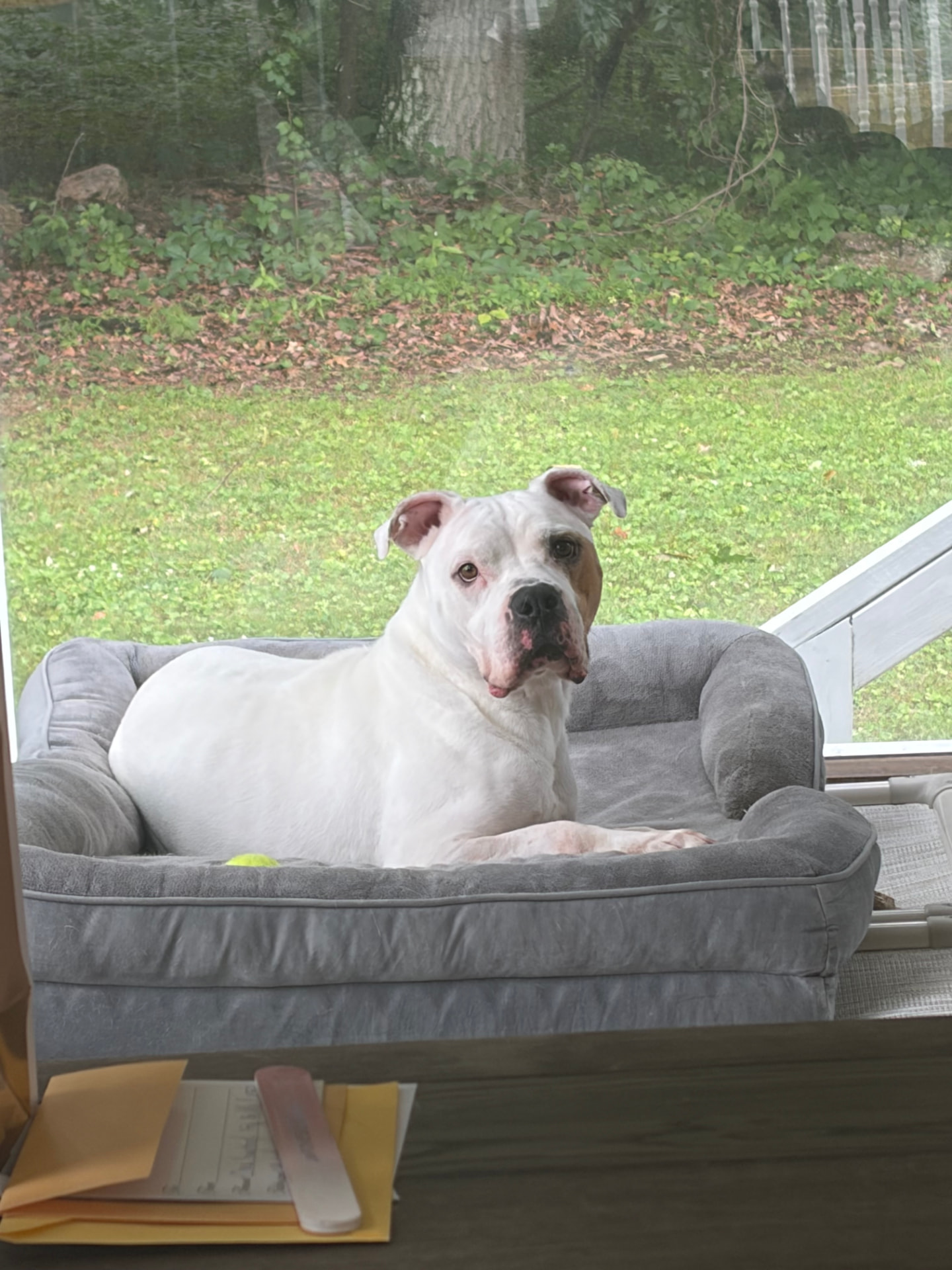 Bisquick, a rescue dog at Obedient BLUE, photo 10 of 10