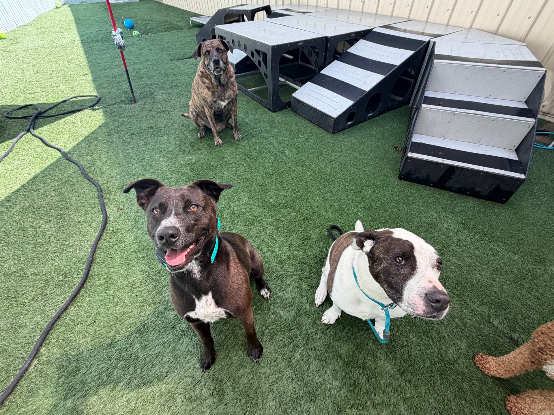 Ricky, a rescue dog at Obedient BLUE, photo 5 of 8