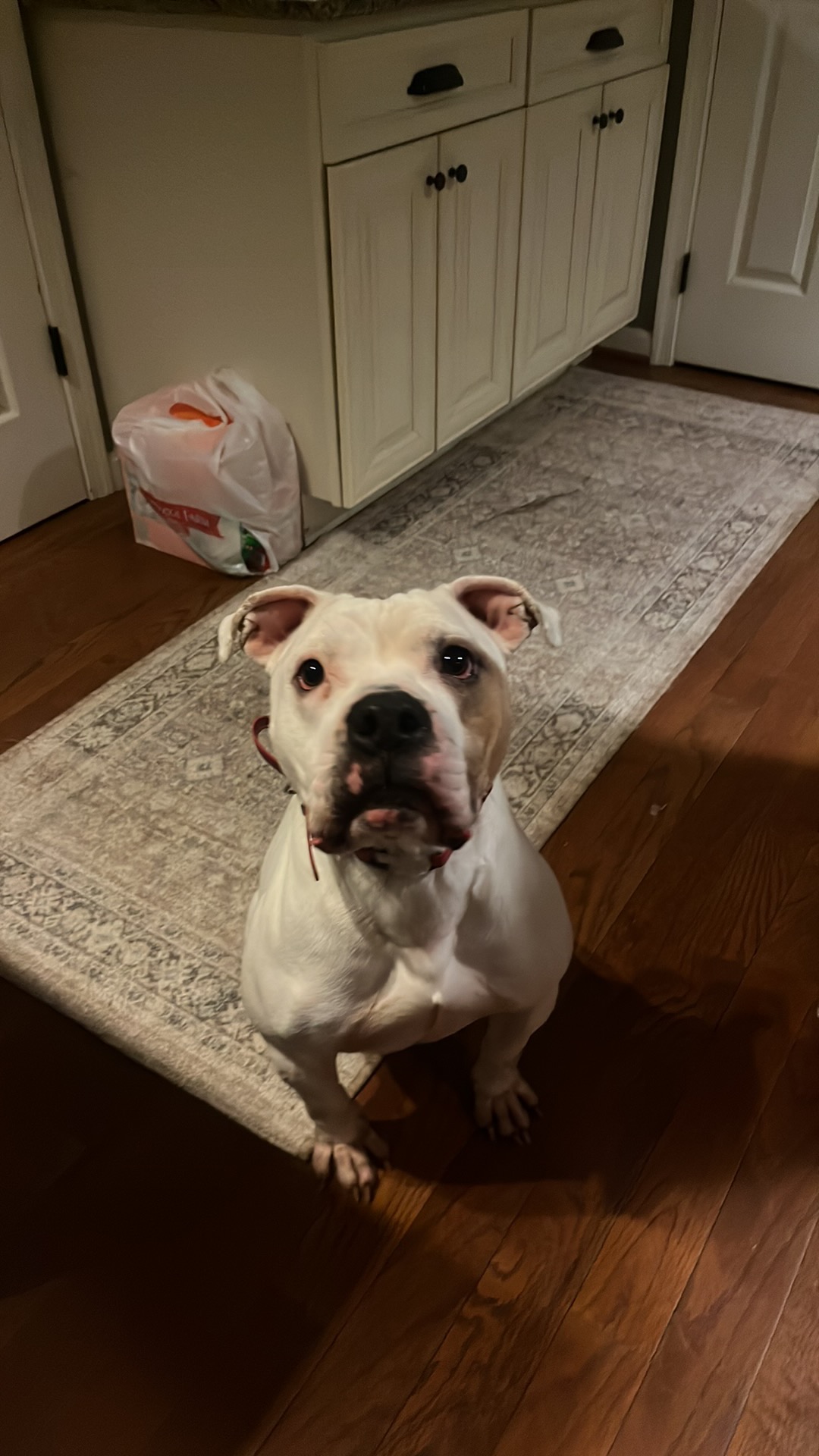 Bisquick, a rescue dog at Obedient BLUE, photo 2 of 10