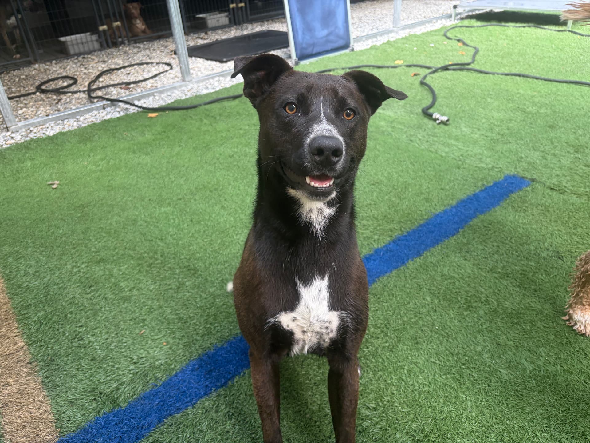 Ricky, a rescue dog at Obedient BLUE, photo 4 of 8