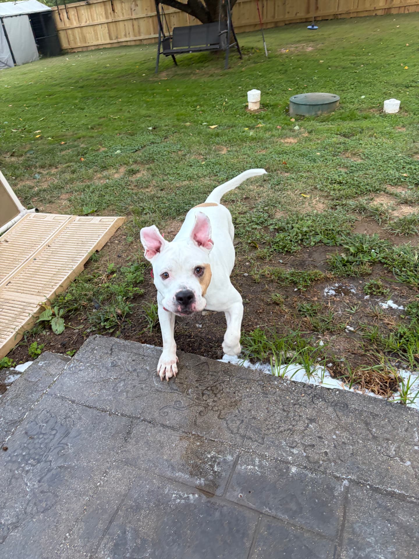 Bisquick, a rescue dog at Obedient BLUE, photo 8 of 10